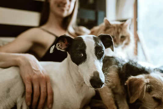 Cane e gatto che vengono accarezzati