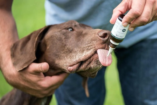 Dosaggio del CBD per i cani