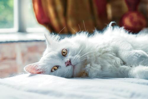 Cosa posso dare al mio gatto per alleviare il dolore?