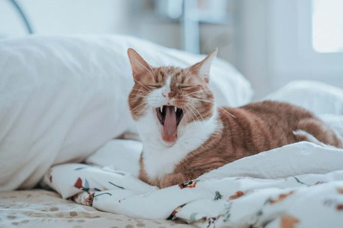 CBD e gatti aggressivi