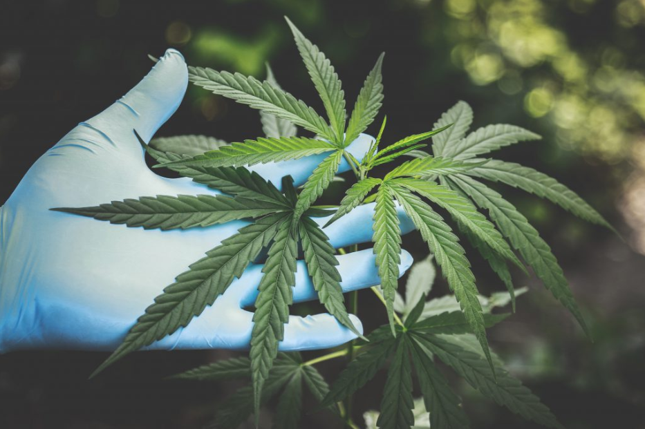 foglie di Marijuana