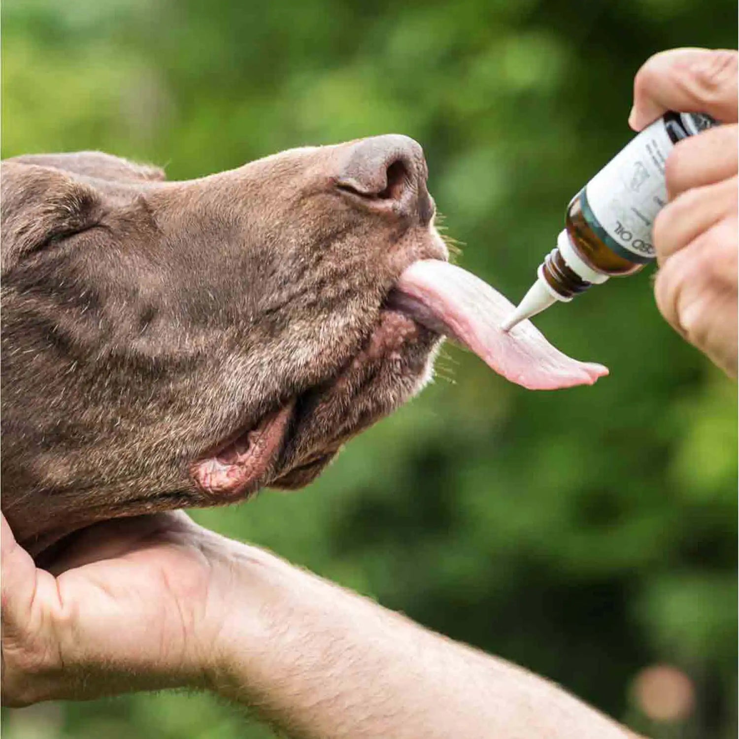un cane marrone lecca una bottiglia di CBD