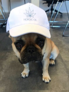Un cane marrone con un cappello Nordic Oil