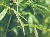 Foglie di cannabis con gocce d'acqua