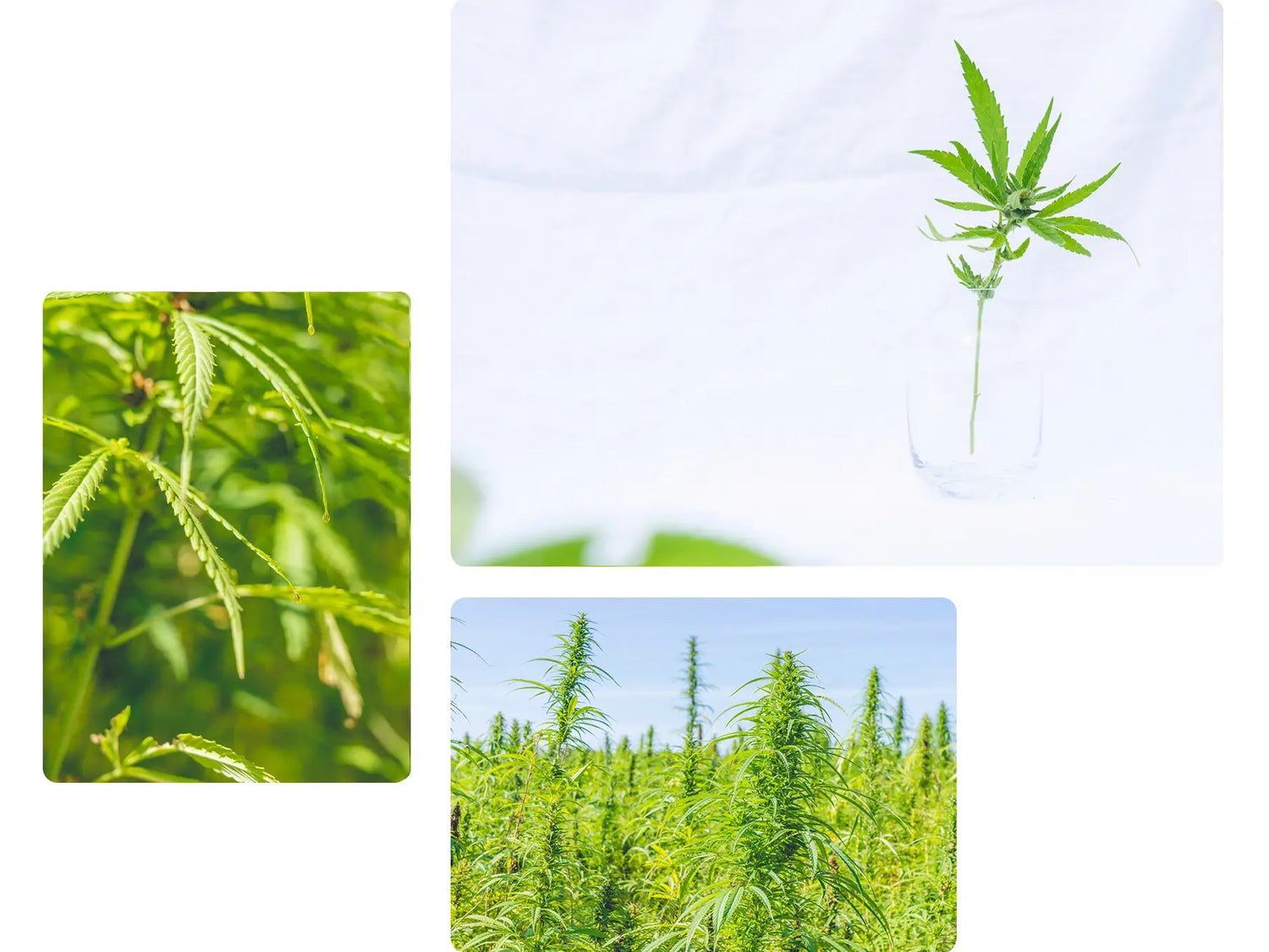 Svariate piante di cannabis