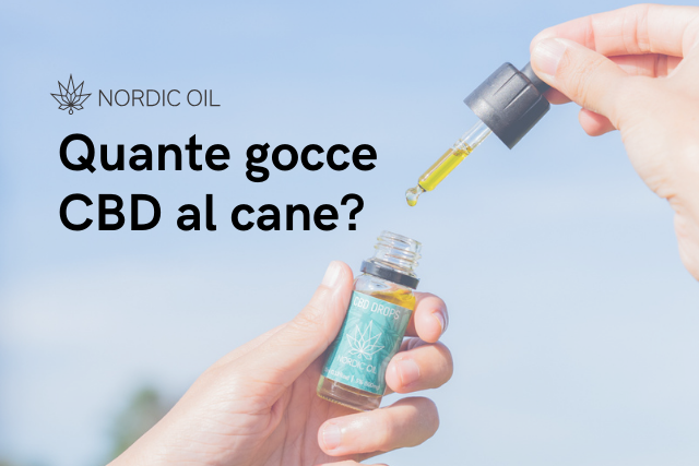 oilo di cbd