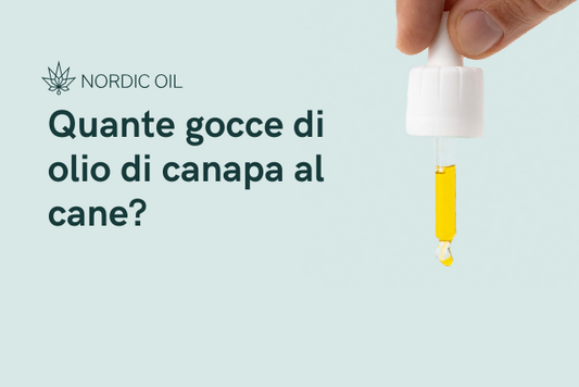 Pipetta con olio di CBD