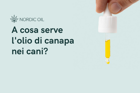 A cosa serve l'olio di canapa nei cani?