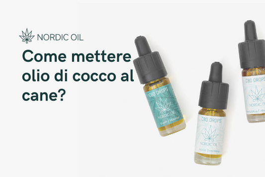 Come mettere olio di cocco al cane