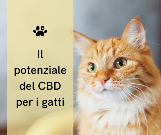 Come somministrare correttamente l'olio di CBD nei gatti? Una guida