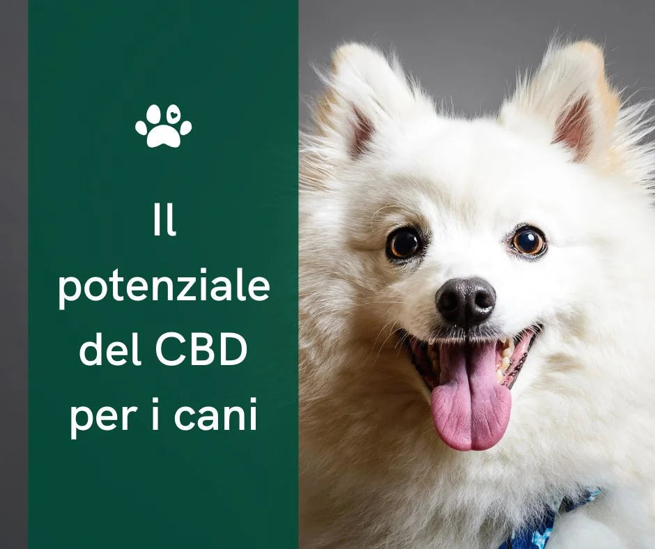 cbd per cani