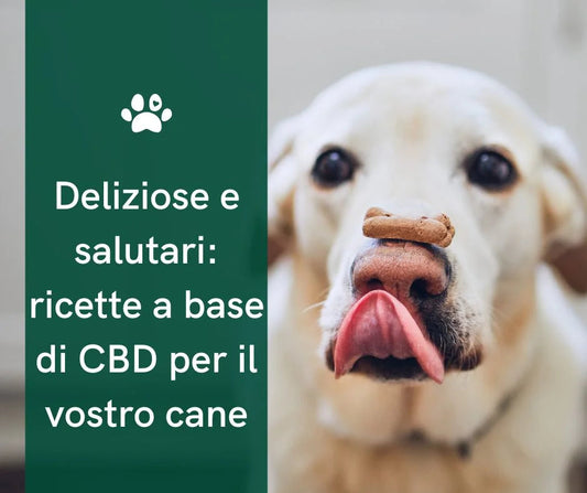 Ricette di cbd per cani