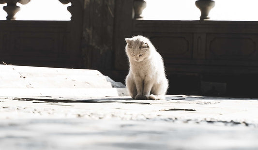 Gatto che guarda a terra