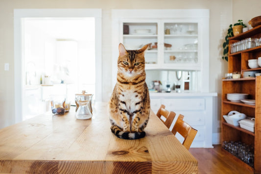 Gatto seduto sul tavolo