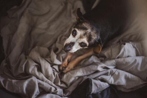 Cani affetti da tumore: trattamento e alimentazione