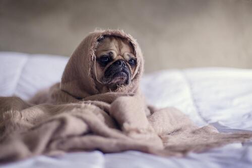 Un cane siede su un letto ed è avvolto in una coperta.