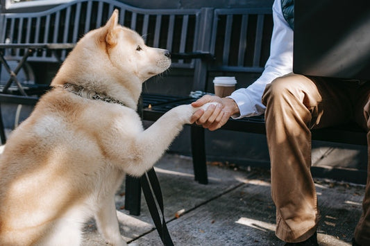 Un cane biondo stringe la mano a un uomo su una panchina.