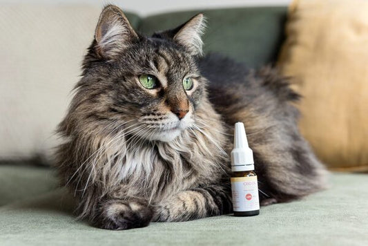 Olio CBD per gatti