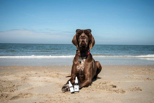 Olio di CBD per Cani