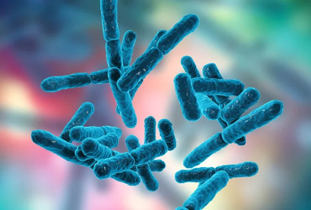 Cosa sono i probiotici e i prebiotici? Differenze, assunzione e altro