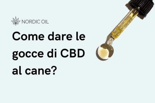 Come dare le gocce di CBD al cane