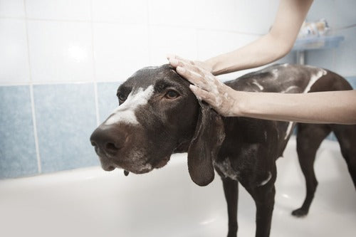 Un cane nero viene lavato in una vasca da bagno.