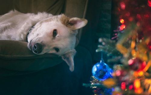 Un cane giace su un divano accanto a un albero di Natale.