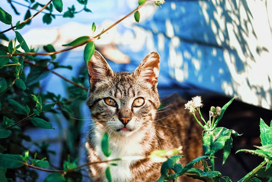 Un gatto si trova dietro le piante e guarda nella telecamera.