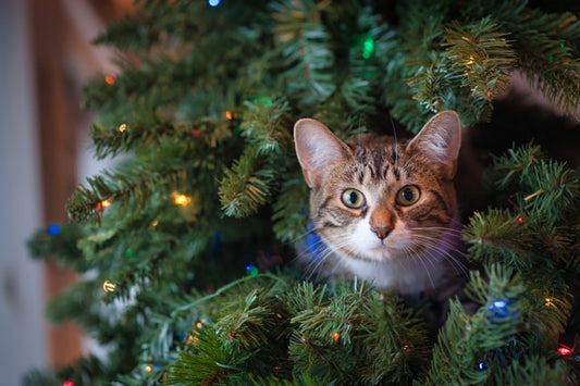 Un gatto siede su un albero di Natale.