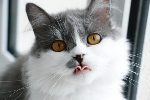 Un gatto si lecca le labbra e guarda nella telecamera.
