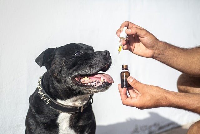 Un cane nero riceve olio di CBD per cani.