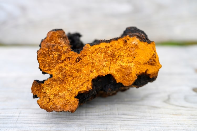 Fungo Chaga: Meraviglia Naturale per Salute e Benessere