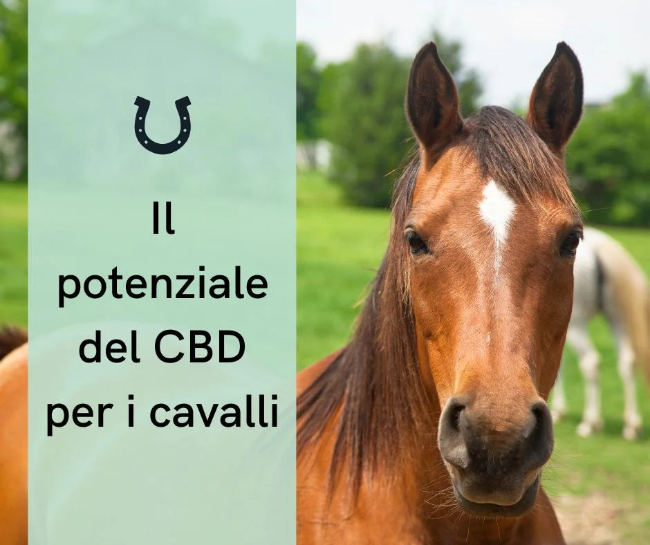 Uso dell'olio di CBD nei cavalli: Dosaggio, benefici e consigli