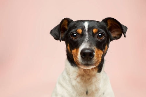 Un cane si trova davanti a uno sfondo rosa.