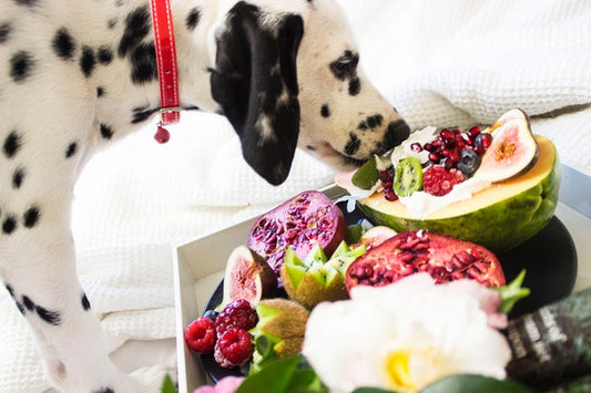 Un cane bianco mangia da un cesto di frutta.