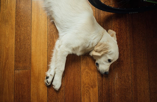 Un cane biondo giace su un pavimento.