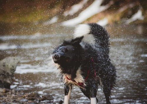 Un cane si scuote dopo essere stato in un fiume.
