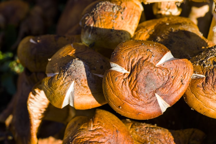 Funghi Shiitake: Benefici per la Salute, Ingredienti e Proprietà Curative