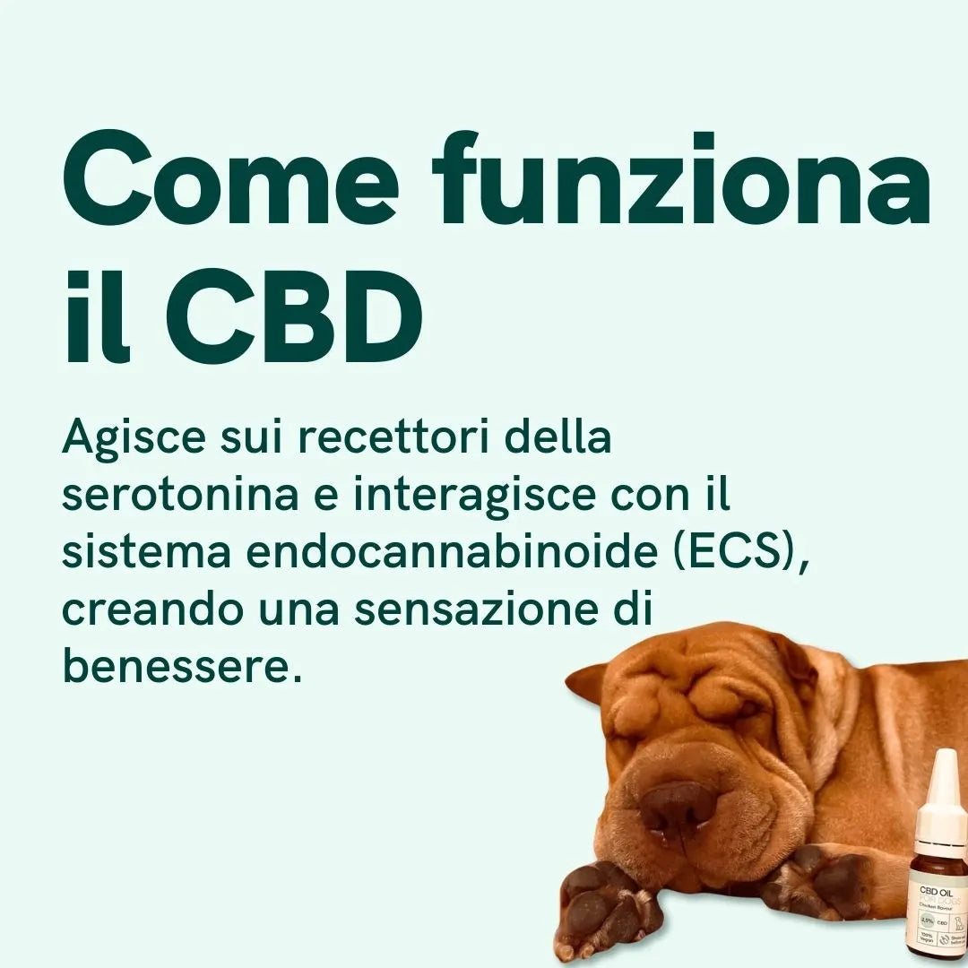 Cane accanto a una bottiglia di olio CBD con testo informativo su come funziona il CBD