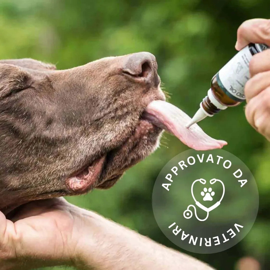 Cane che riceve liquido con contagocce, logo 'Approvato da Veterinari'