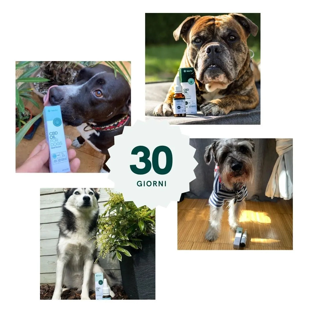 Collage di quattro cani con olio CBD per cani e confezioni di CBD, al centro grafico con la scritta 30 GIORNI.