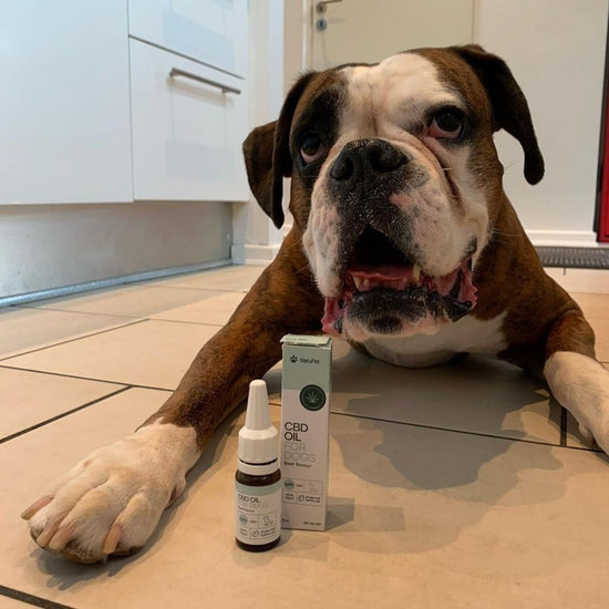 Bulldog disteso sul pavimento della cucina accanto a una confezione e a una bottiglia di olio CBD per cani
