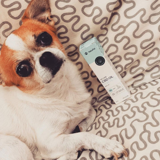 Cane di piccola taglia accanto a una confezione di olio CBD per animali domestici su una coperta con motivo a onde