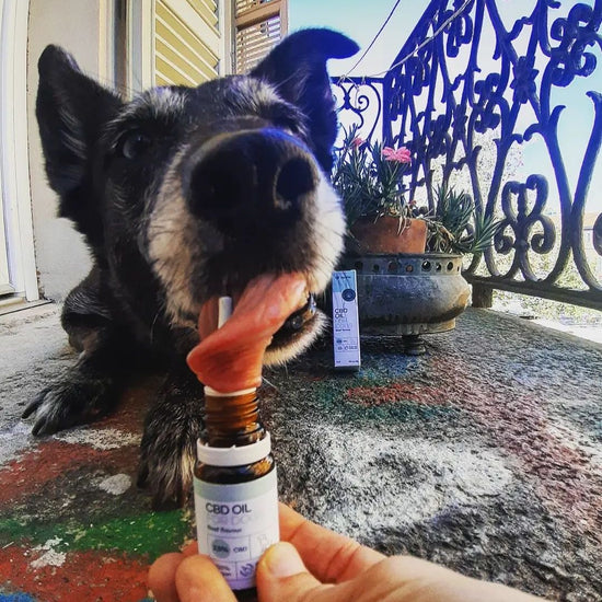 Cane nero sul balcone accanto a una bottiglia di olio CBD con contagocce.