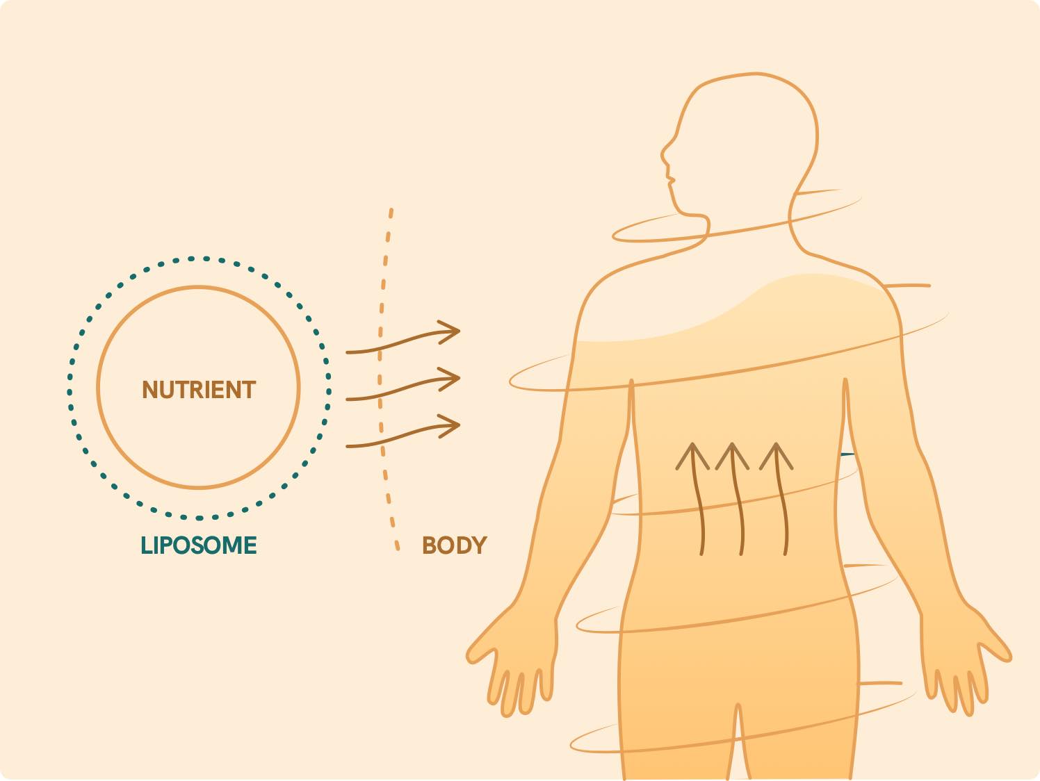 Illustrazione del principio attivo dei liposomi sul corpo.