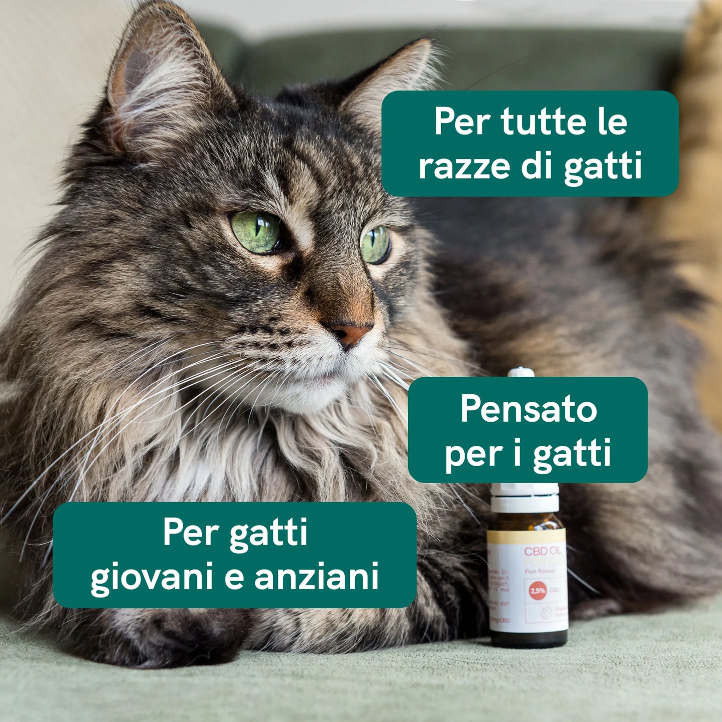 Olio CBD per gatti (2,5%) - Pesce