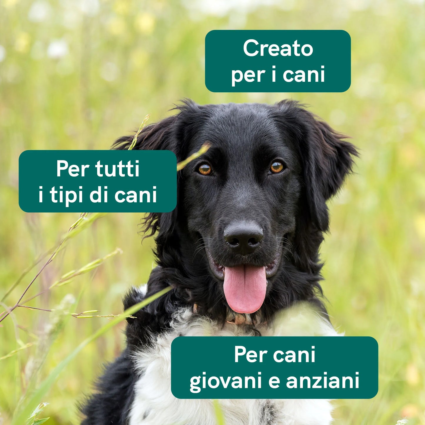 Olio CBD per cani (4%) - Manzo