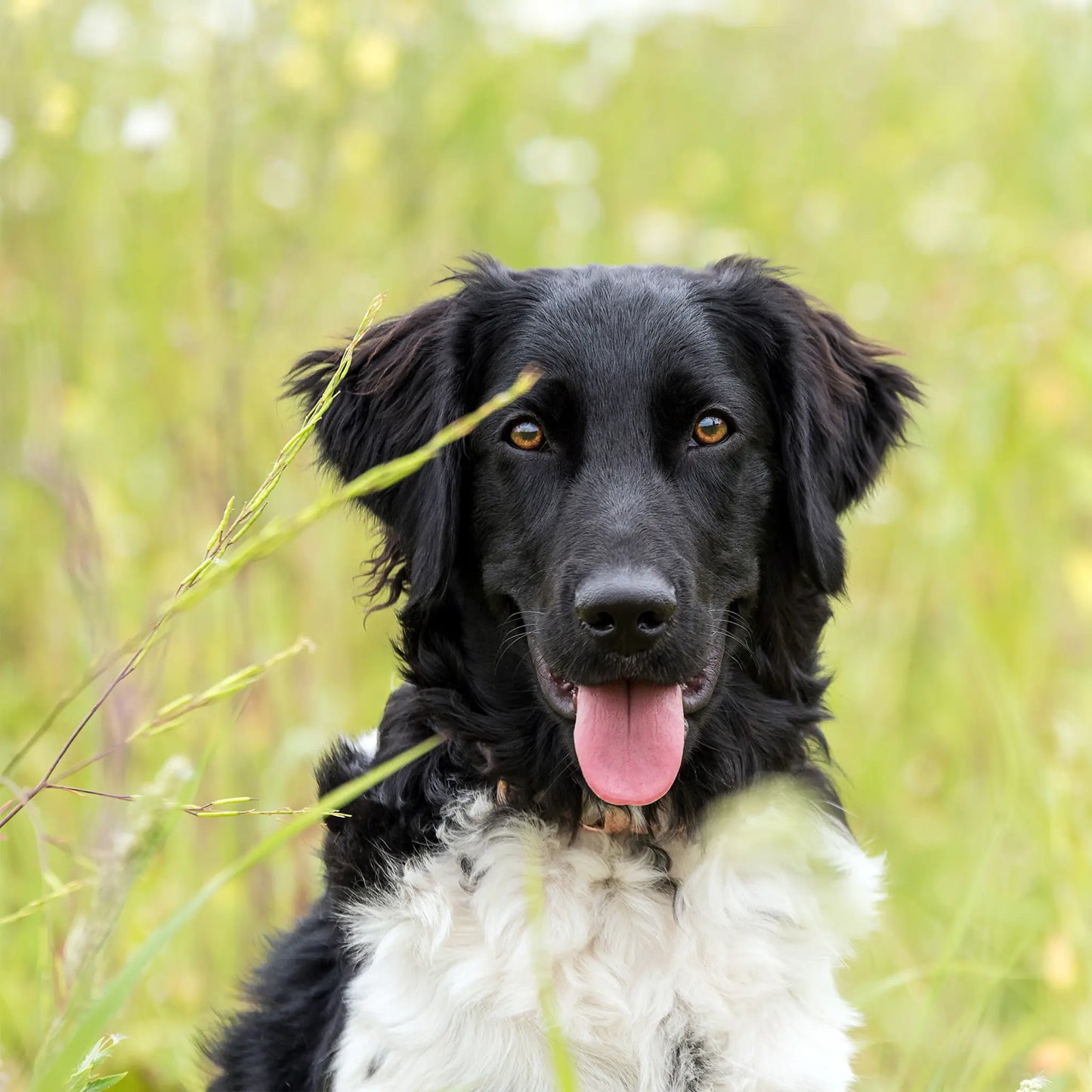 Olio CBD per cani (4%) - Manzo