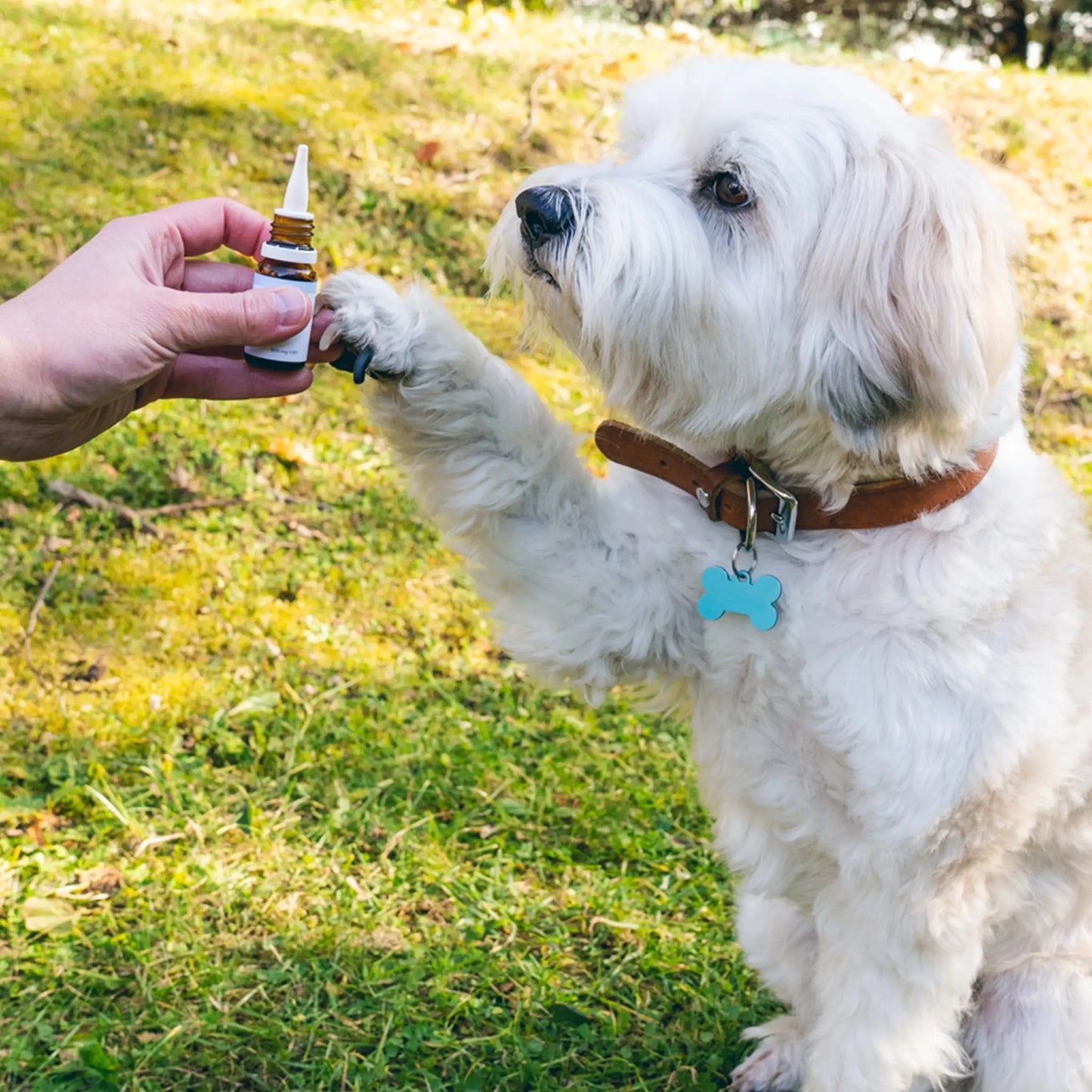 Olio CBD per cani (2,5%) - Manzo