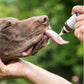 Olio CBD per cani (4%) - Il Manzo viene fatto gocciolare sulla lingua di un cane.